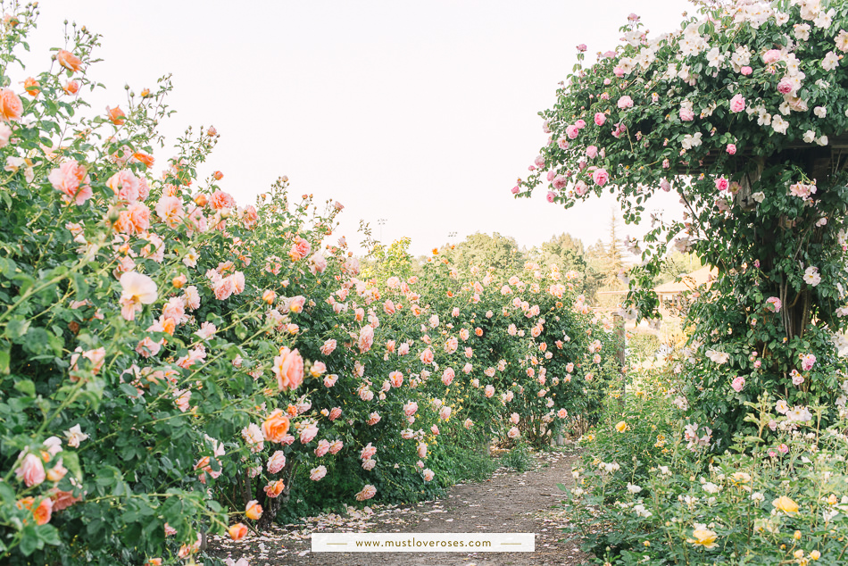 Beautiful Rose Garden in the Bay Area