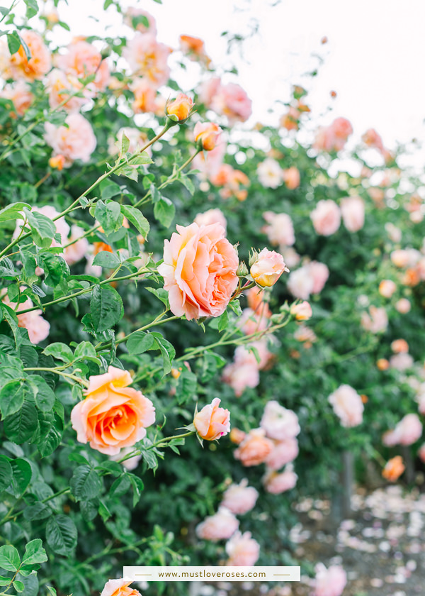 Beautiful Rose Garden in the Bay Area