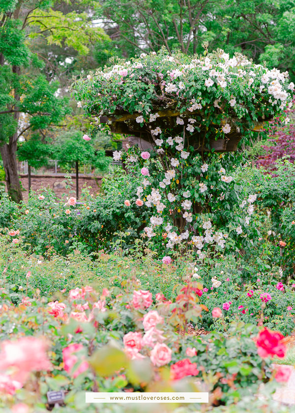 Beautiful Rose Garden in the Bay Area