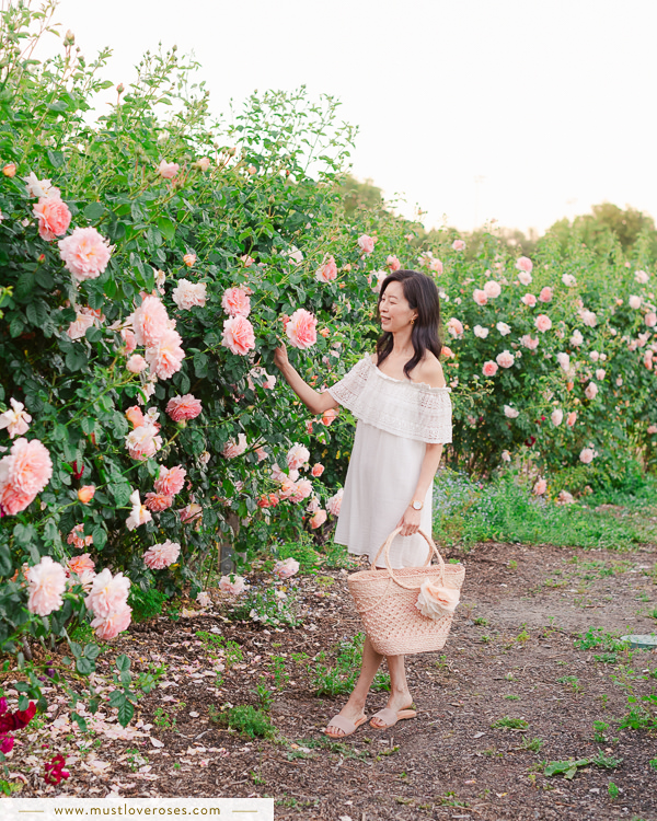 Beautiful Rose Garden in the Bay Area