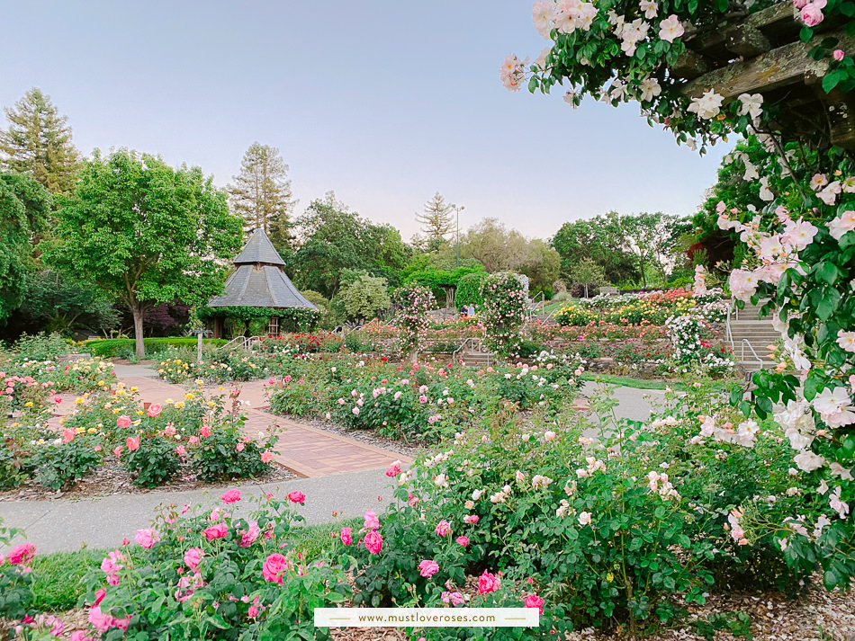 Beautiful Rose Garden in the Bay Area