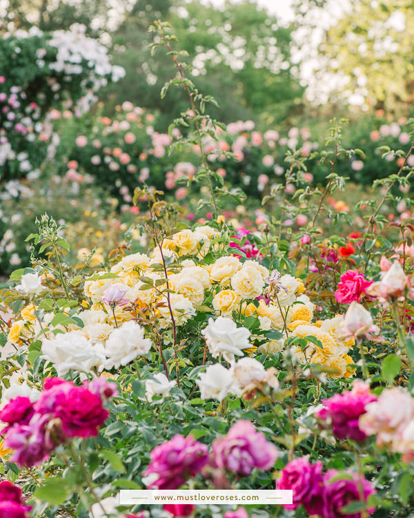 Beautiful Rose Garden in the Bay Area