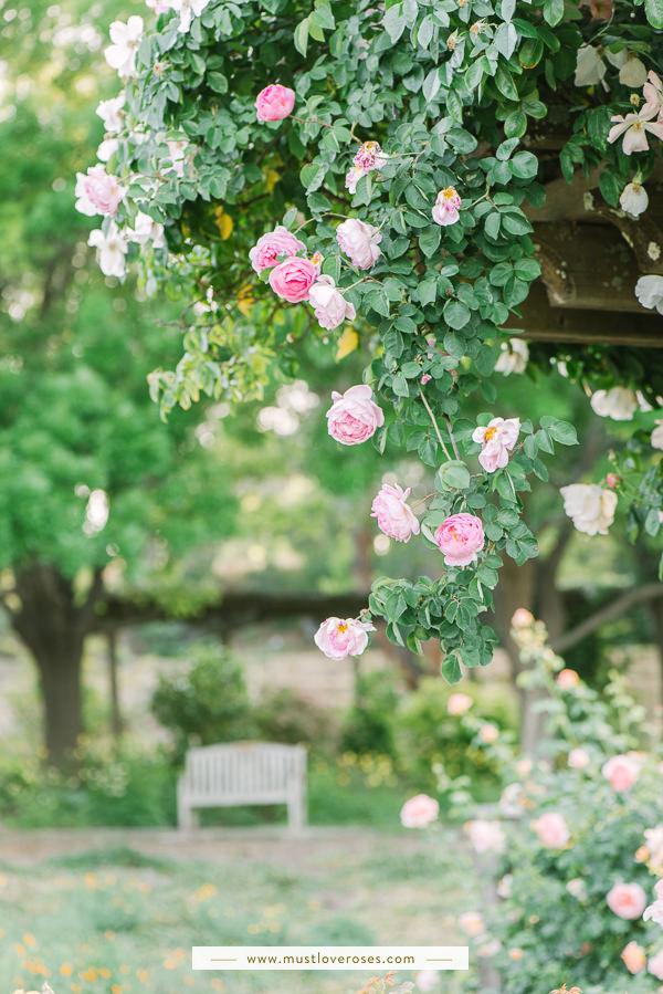 Beautiful Rose Garden in the Bay Area