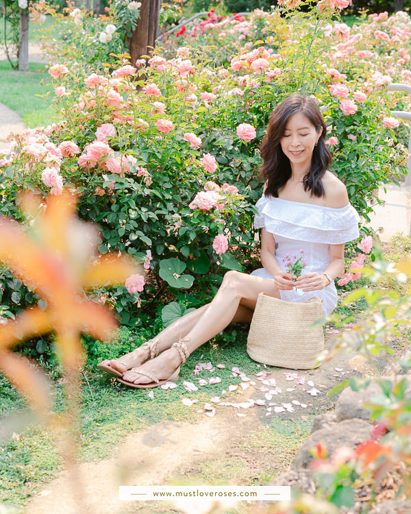 Beautiful Rose Garden in the Bay Area