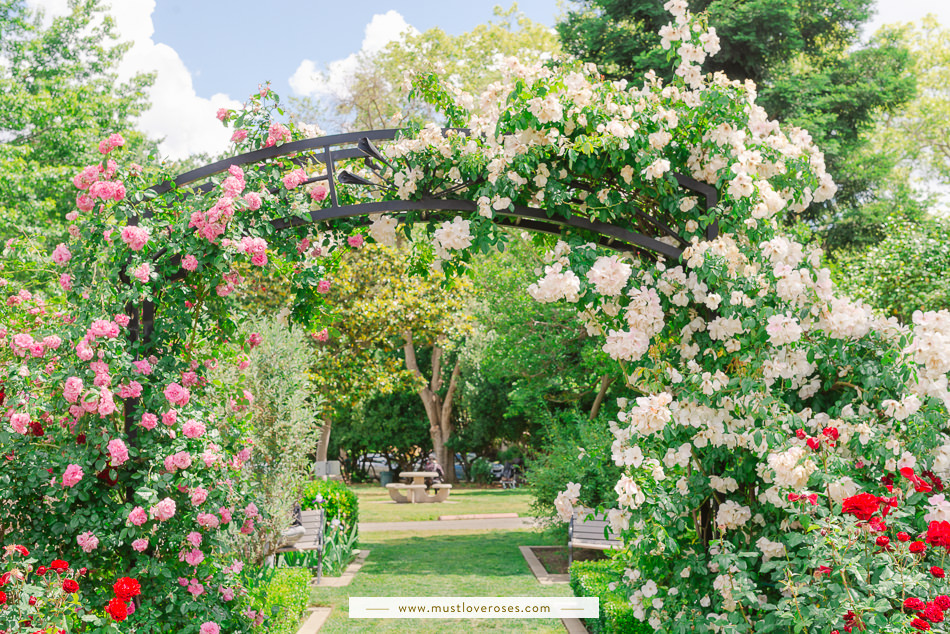 Beautiful Rose Garden in Northern California