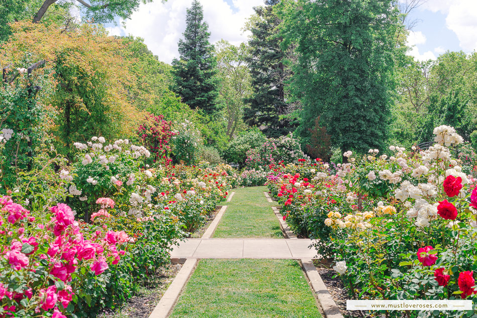 McKinley (Frederick N. Evans) Rose Garden in Sacramento California