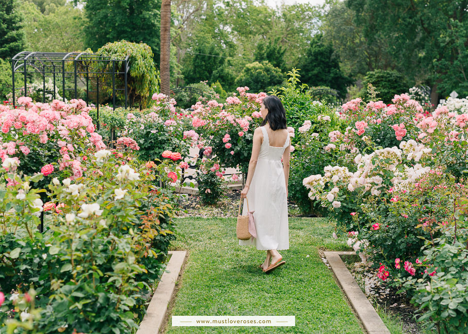 Most Beautiful Rose Garden in Northern California