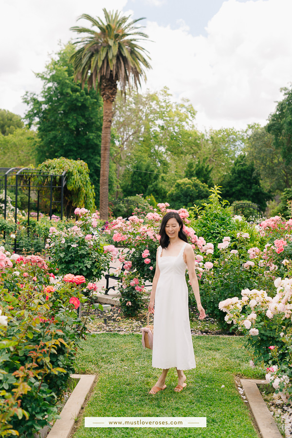 Beautiful rose garden in California