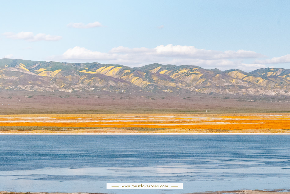 Carrizo Plain Superbloom Wildflowers