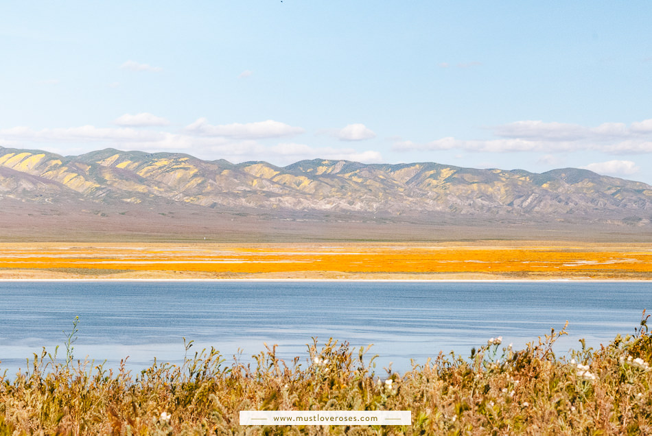 Carrizo Plain Superbloom Wildflowers