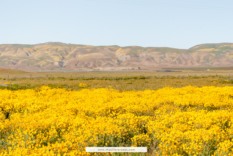 Carrizo Plain Superbloom Wildflowers