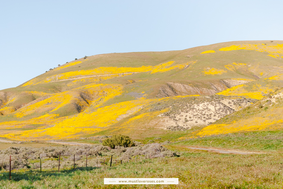 Carrizo Plain Superbloom Wildflowers