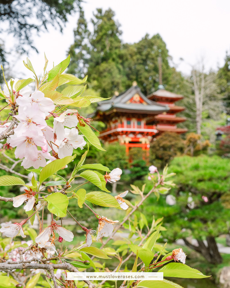 Cherry blossoms blooming at the Japanese Tea Garden in San Francisco