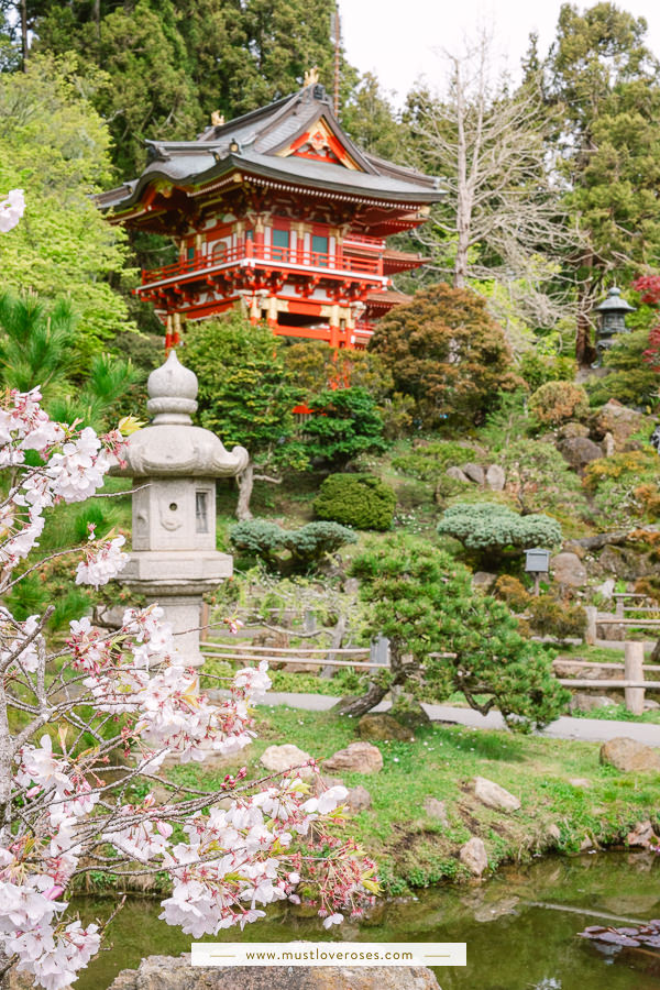 Cherry blossoms blooming at the Japanese Tea Garden in San Francisco