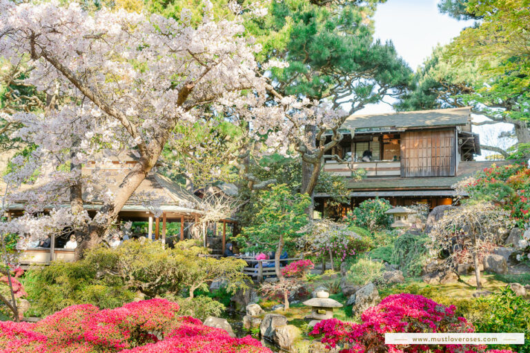 Cherry Blossoms Are Blooming at the Japanese Tea Garden in San Francisco!