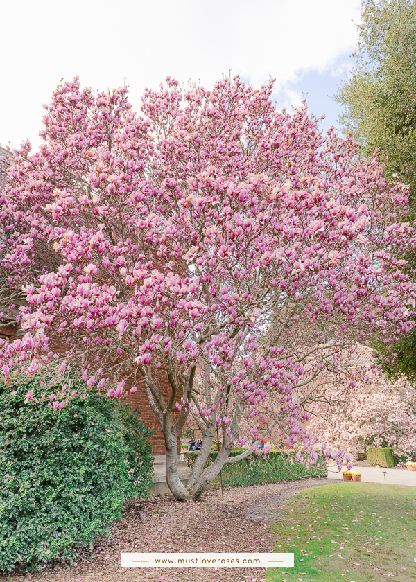 Magnolias at Filoli