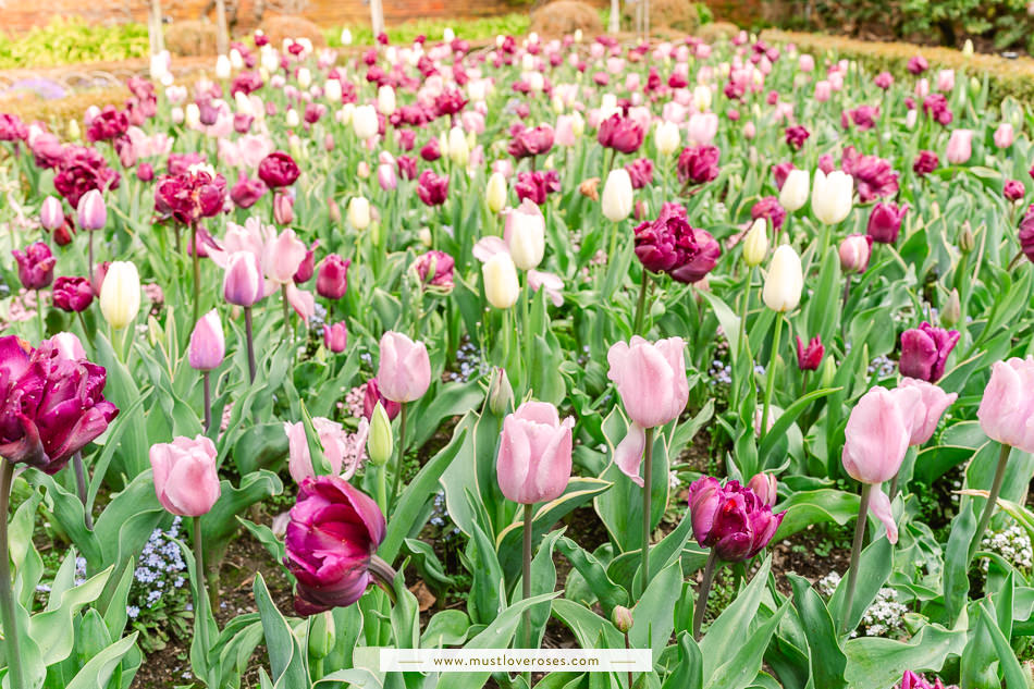 Tulip beds at Filoli