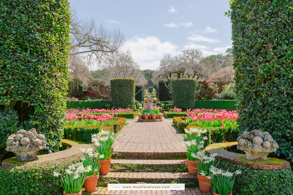 Springtime at Filoli with tulips and daffodils