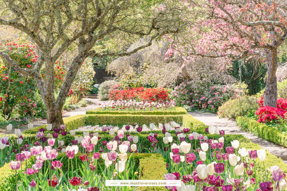 Spring tulips and cherry blossoms at Filoli