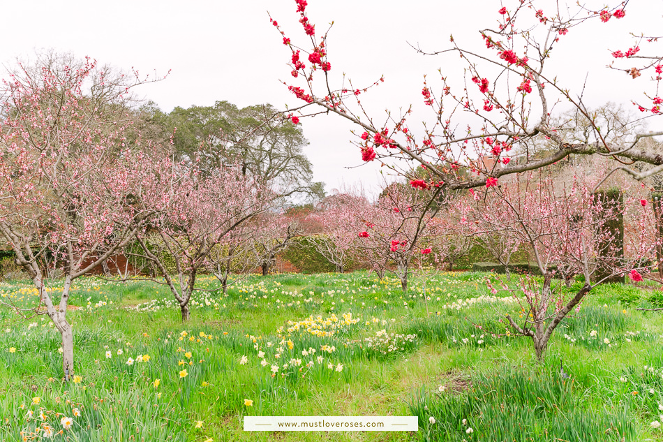 Cherry blossoms and daffodils at Filoli