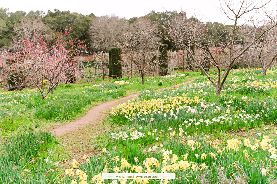 Cherry blossoms and daffodils at Filoli