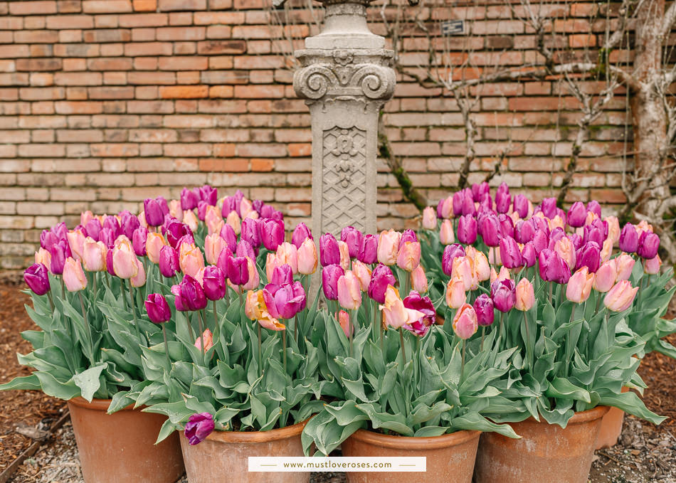 Potted tulips at Filoli