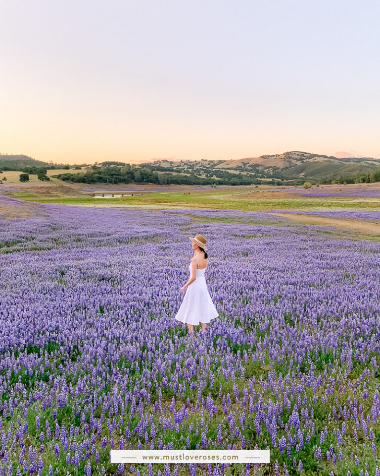 Lupine wildflower field in California