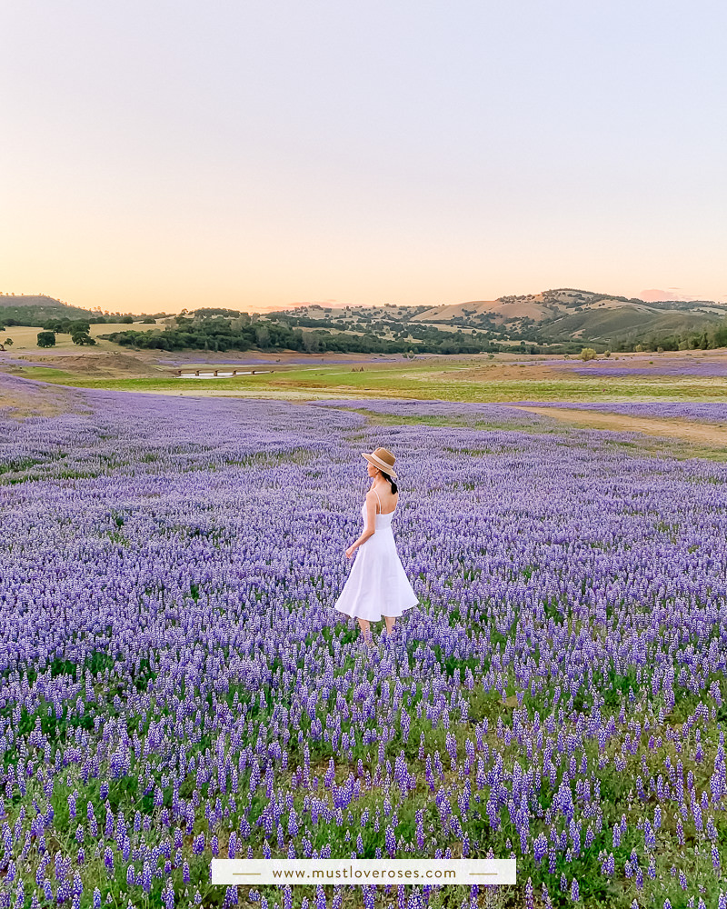 Where to Find Amazing Wildflowers in California