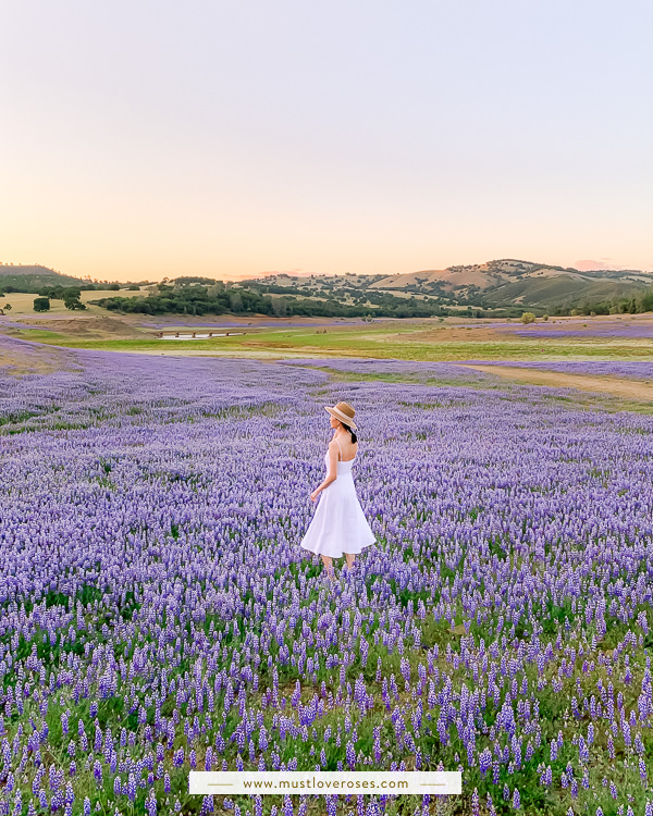 Lupine wildflower field in California