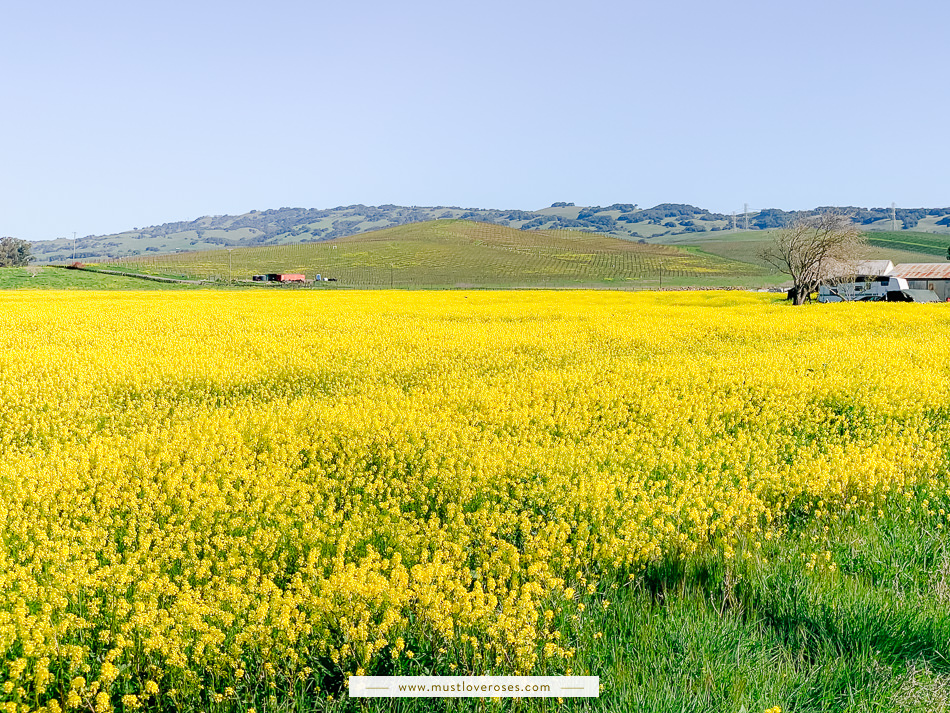 Mustard Fields in Napa County in Northern California