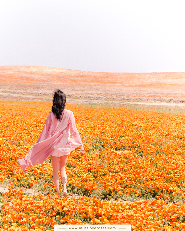 Antelope Valley Superbloom Poppy Fields