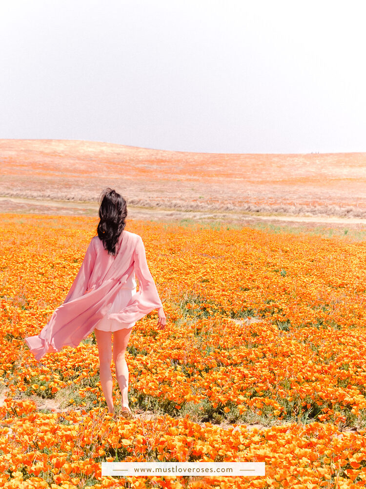 Antelope Valley Superbloom Poppy Fields