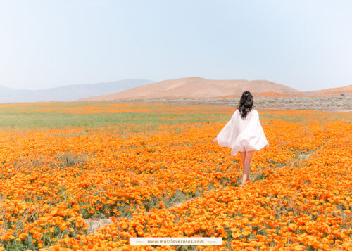 KIT COUETTE *** SUPERBLOOM par LAUNDRY BASKET QUILTS Antelope Valley 76