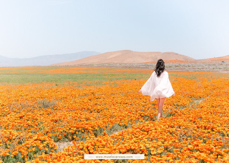 California Superbloom Poppy Fields at Antelope Valley