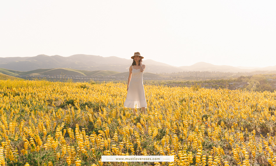 Lupine flower field in Northern California