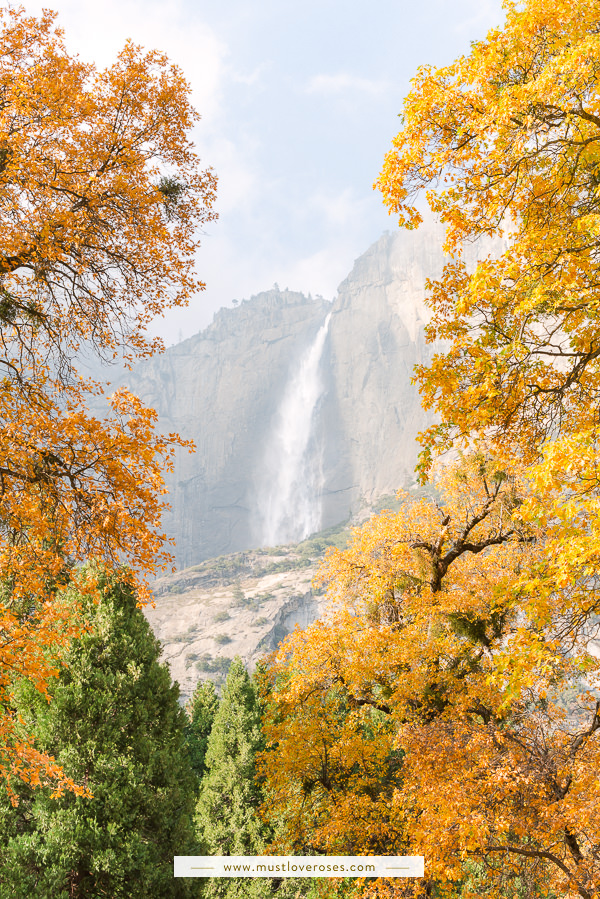 Beautiful Fall colors at Yosemite Valley with Yosemite Falls